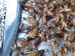 La harina de grillo demostró una «alta calidad en contenido proteico» . La harina de grillo demostró una «alta calidad en contenido proteico» .