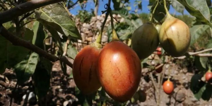 Pocos la conocen fuera del norte argentino, pero su sabor, versatilidad y potencial comercial la posicionan como una de las frutas regionales con mayor proyección. Pocos la conocen fuera del norte argentino, pero su sabor, versatilidad y potencial comercial la posicionan como una de las frutas regionales con mayor proyección.