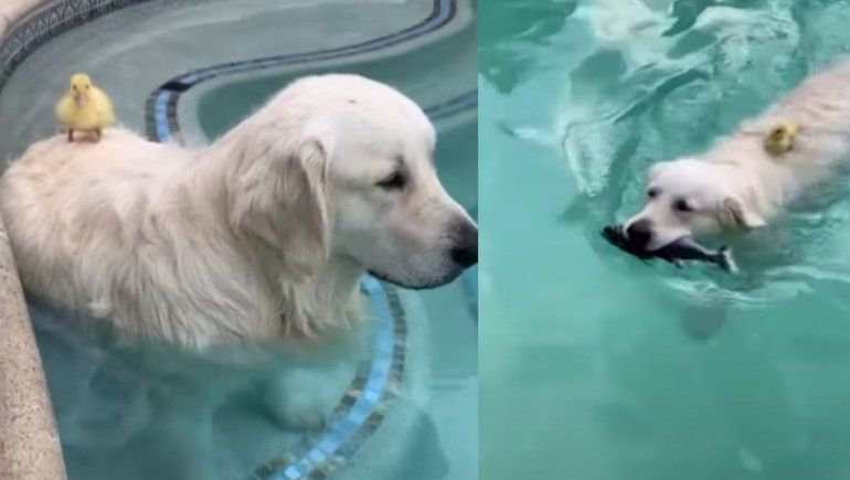 Este par tan singular no deja de sumar reproducciones en YouTube