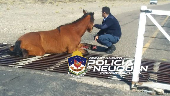 Zapala: una yegua había quedado atrapada en el aeropuerto