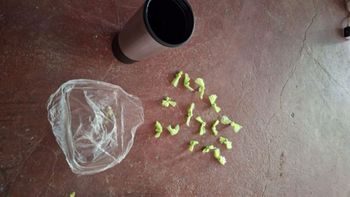 Un llamado anónimo permitió desbaratar un kiosco narco que contaba con cámaras de seguridad | LM Neuquen Un llamado anónimo permitió desbaratar un kiosco narco que contaba con cámaras de seguridad