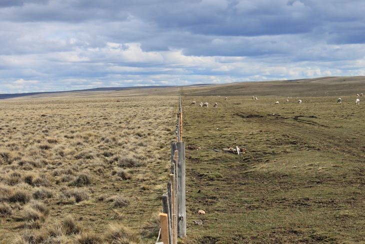 El programa se hizo con Native, Ovis 21 y Ruuts con el objetivo de facilitar la transición al manejo regenerativo. Foto: prensa Ovis 21. El programa se hizo con Native, Ovis 21 y Ruuts con el objetivo de facilitar la transición al manejo regenerativo. Foto: prensa Ovis 21.