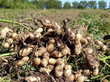 Maní argentino en ascenso: 1,8 Mt de producción y el mayor volumen exportado en 12 años.