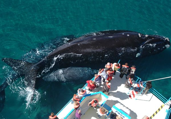 Una excursión para hacer avistaje de ballenas en Península Valdés cuesta $150.000 (adultos), más la entrada al Área Natural. Una excursión para hacer avistaje de ballenas en Península Valdés cuesta $150.000 (adultos), más la entrada al Área Natural.