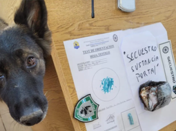 Candy, la perra policía de Santa Cruz: empezó a ser entrenada en 2016 en Puerto San Julián, cuando todavía era cachorra. Candy, la perra policía de Santa Cruz: empezó a ser entrenada en 2016 en Puerto San Julián, cuando todavía era cachorra.