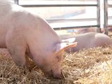 Lanzan créditos en kilos de capón para potenciar la producción porcina