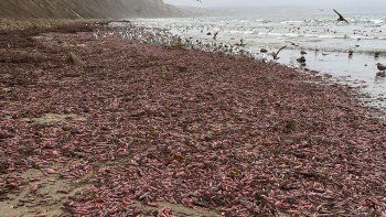 sorpresa en california por una invasion del pez pene sorpresa en california por una invasion del pez pene