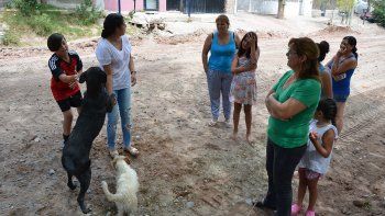 denuncian la matanza de animales en un barrio de neuquen denuncian la matanza de animales en un barrio de neuquen