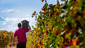 Con un ingreso acumulado de 520.960 kilogramos de uva, Neuquén se posiciona como el motor de la Delegación General Roca | LM Neuquen Con un ingreso acumulado de 520.960 kilogramos de uva, Neuquén se posiciona como el motor de la Delegación General Roca