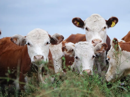La suba de las tasas de interés está generando preocupación en la actividad ganadera. La suba de las tasas de interés está generando preocupación en la actividad ganadera.
