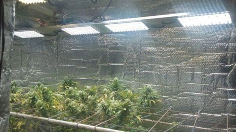 Desmantelaron un invernadero de marihuana de alta tecnología