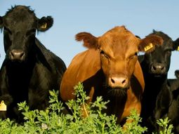 Tras la caída del 10% en la faena durante 2025 y un leve repunte en enero, los productores de la Patagonia enfrentan una ecuación compleja: mayores costos para el novillo pesado, precios castigados y un mercado externo que todavía no despega. Tras la caída del 10% en la faena durante 2025 y un leve repunte en enero, los productores de la Patagonia enfrentan una ecuación compleja: mayores costos para el novillo pesado, precios castigados y un mercado externo que todavía no despega.