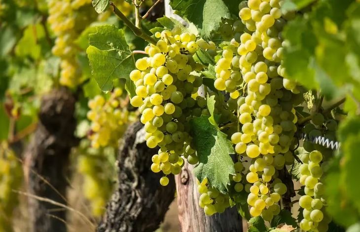 Desde la Patagonia a las alturas del Valle de Uco, se producen Sauvignon Blanc en Argentina. Desde la Patagonia a las alturas del Valle de Uco, se producen Sauvignon Blanc en Argentina.