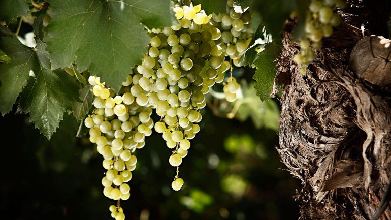 Largan la ruta de La Rioja y la semana del torrontés de altura