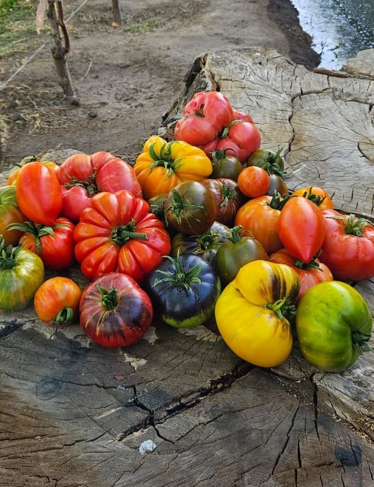Tomates que son una explosión de color, aroma y sabor. Foto: Gentileza. Tomates que son una explosión de color, aroma y sabor. Foto: Gentileza.