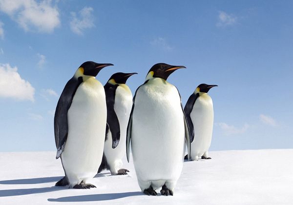El frío diezmó a los pingüinos emperadores de la Antártida