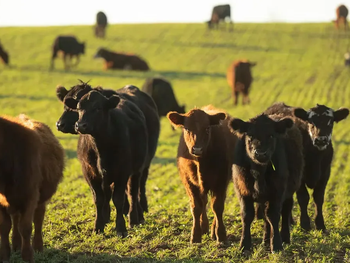 Los campos de la mayor parte del país tienen buenas reservas de forrajes.