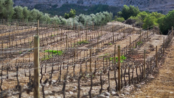 paisajes del vino: el rio huasco, atacama y el pacifico paisajes del vino: el rio huasco, atacama y el pacifico