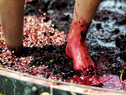 La mecanización no impide que el pisado de uva se siga celebrando. La mecanización no impide que el pisado de uva se siga celebrando.