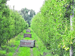 Esta semana debería cosecharse a mayor cantidad de Williams posible. Esta semana debería cosecharse a mayor cantidad de Williams posible.