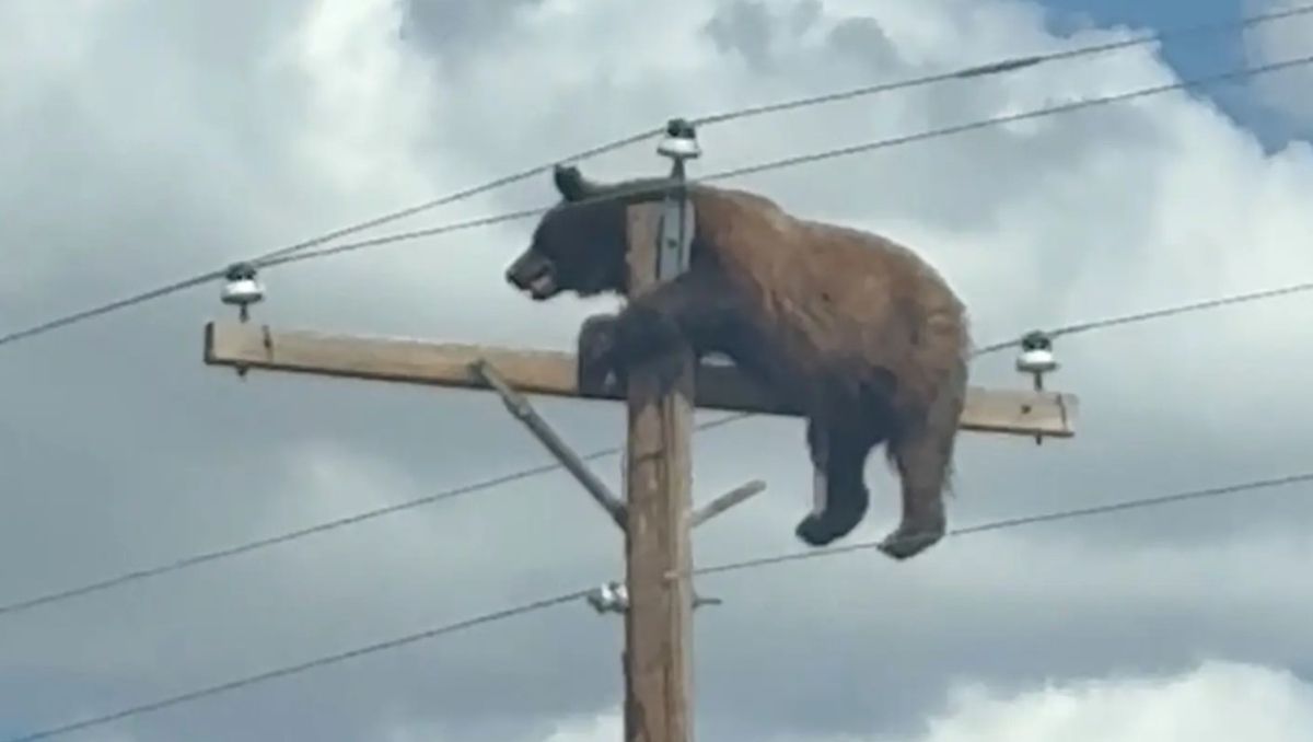 La insólita postal de un oso en lo alto de un poste de luz que terminó de la peor manera.