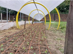 Una estrategia es la implementación de microtúneles nylon cristal, polietileno o manta térmica. Foto: INTA Una estrategia es la implementación de microtúneles nylon cristal, polietileno o manta térmica. Foto: INTA