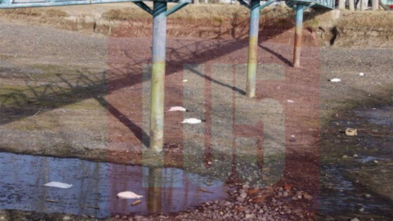 Los cisnes de cuello negro fueron atacados con rifles de aire comprimido