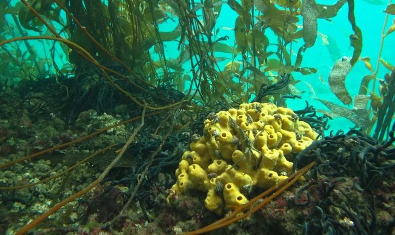 En Camarones, Chubut, no hay operadoras de buceo. En Camarones, Chubut, no hay operadoras de buceo.