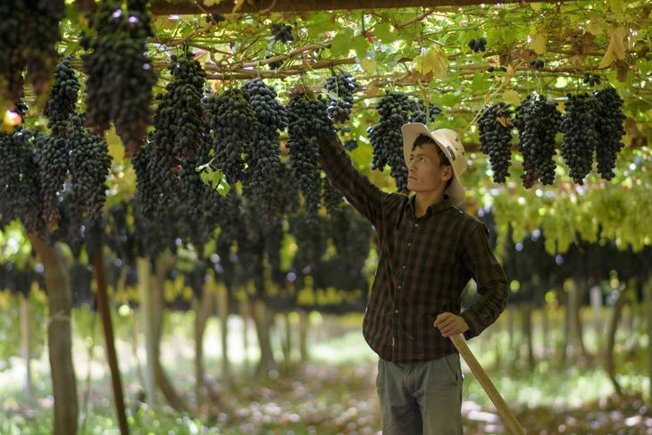 China acelera su avance y se encamina a liderar las exportaciones globales de uva de mesa