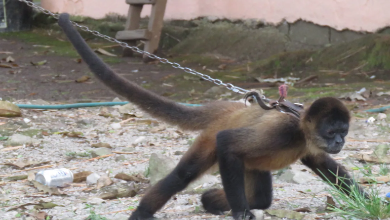 Rescataron a más de 200 animales encerrados en una casa: no tenían comida ni agua