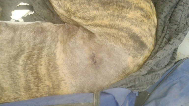 En la primera de las imágenes se ve a Pepa luego de morir. En la segunda