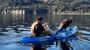 emocionante rescate de un condor que cayo en el lago traful emocionante rescate de un condor que cayo en el lago traful