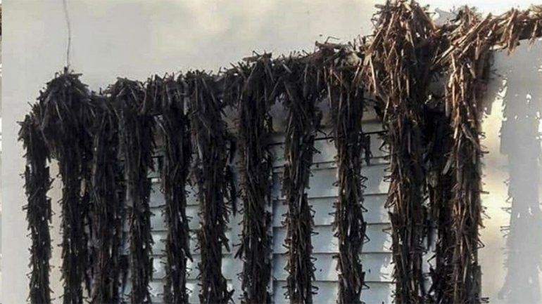 Tras 73 años, una plaga de langostas invadió Corrientes