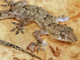 Incautaron tres ejemplares de lagarto gecko casero en Chubut. (Foto ilustrativa). Incautaron tres ejemplares de lagarto gecko casero en Chubut. (Foto ilustrativa).