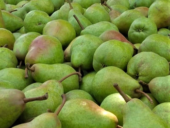 En el valle, el pico de la floración se registró el 26 de septiembre y lo más perjudicial hasta el momento han sido los dos episodios de granizo. En el valle, el pico de la floración se registró el 26 de septiembre y lo más perjudicial hasta el momento han sido los dos episodios de granizo.