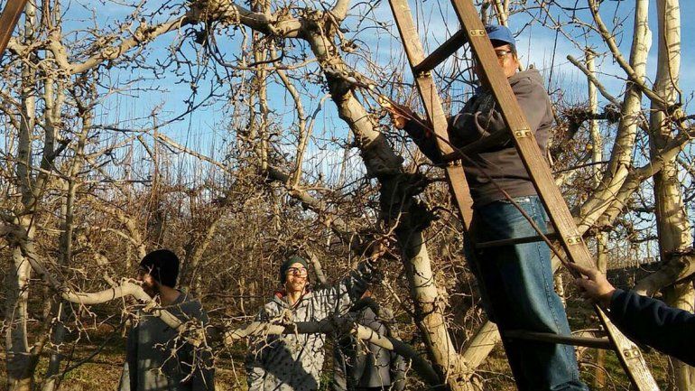 Con menos obreros del norte que lo esperado, se desarrolla la poda frutal
