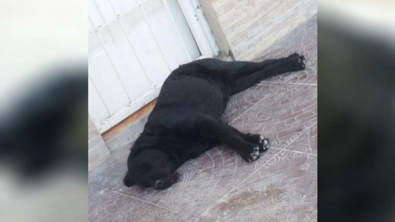 Aberrante: vecinos rescataron a un perro que era violado por su dueño