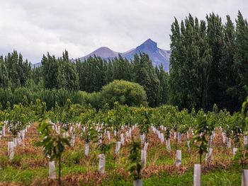 La producción de cerezas es el emblema de Los Antiguos, Santa Cruz.