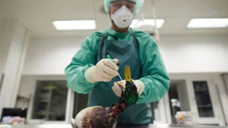 Virus de gripe aviar causa preocupación tras el contagio de siete personas