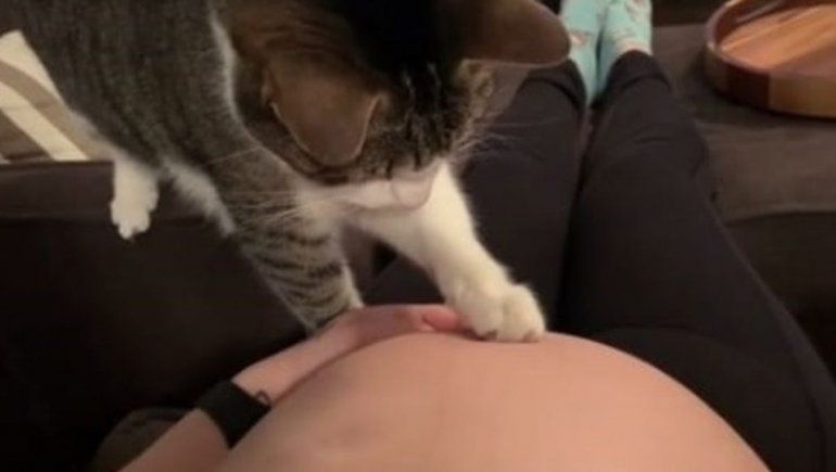 Gatito enternece TikTok tras descubrir embarazo de su dueña
