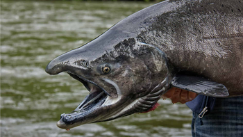 El Rey del Mar, salmón Chinook, invade la Patagonia. Alerta: amenaza el frágil equilibrio de ríos como el Limay. El Rey del Mar, salmón Chinook, invade la Patagonia. Alerta: amenaza el frágil equilibrio de ríos como el Limay.