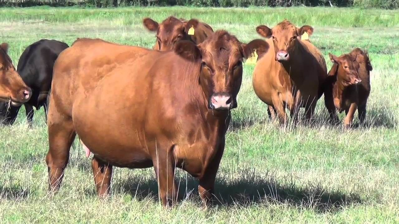 El relevamiento de la información se hace con el aporte de las agencias y experimentales del INTA en la Patagonia.