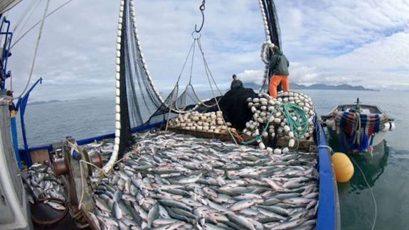 El mal manejo de la pesca de la merluza, terminó afectando los stocks de la especie en el Golfo San Matías.