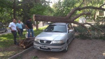 por los fuertes vientos, arbol cayo encima de un auto por los fuertes vientos, arbol cayo encima de un auto