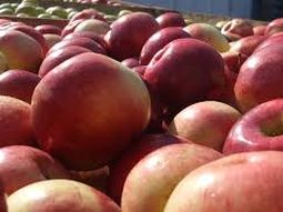 Se abre una buena oportunidad comercial para las manzanas de las Países Bajos. Se abre una buena oportunidad comercial para las manzanas de las Países Bajos.