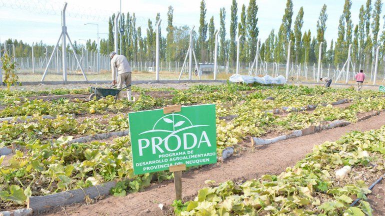 Economía familiar: los municipios entregarán las semillas de Proda