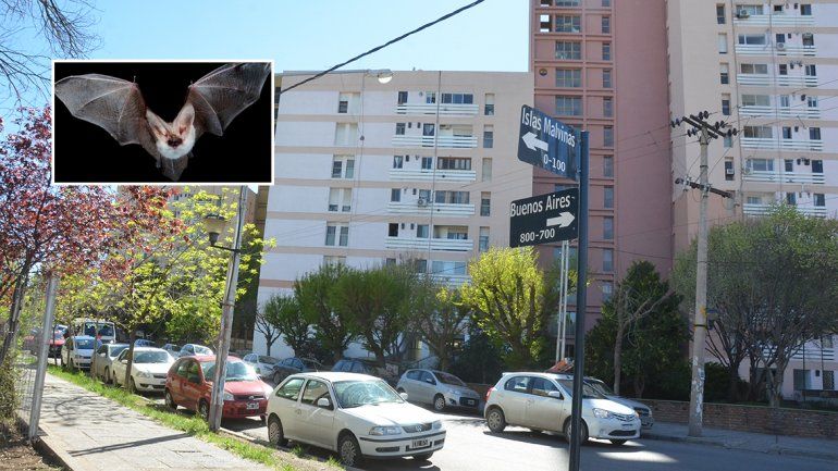 Encontraron un murciélago con rabia en pleno centro y piden vacunar a las mascotas