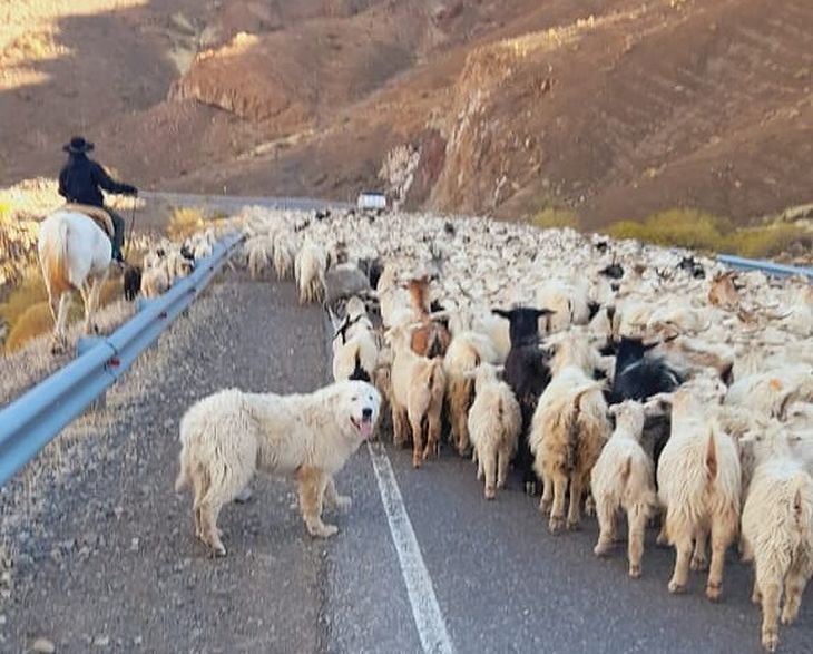 Dos leyes en conflicto: la recuperación ovina financia control letal mientras la conservación de fauna exige planes ecológicos integrados. Dos leyes en conflicto: la recuperación ovina financia control letal mientras la conservación de fauna exige planes ecológicos integrados.