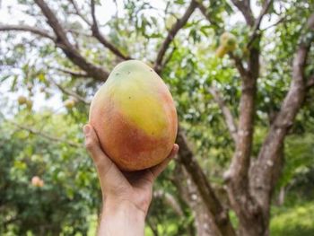 Su precio no es lo único impactante: es tan delicado que se envuelve en algodón para evitar cualquier daño.
