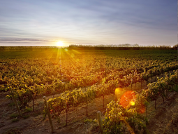 Bodegas neuquinas destacan en ProWein São Paulo, consolidando exportaciones patagónicas en el mercado brasileño. Bodegas neuquinas destacan en ProWein São Paulo, consolidando exportaciones patagónicas en el mercado brasileño.